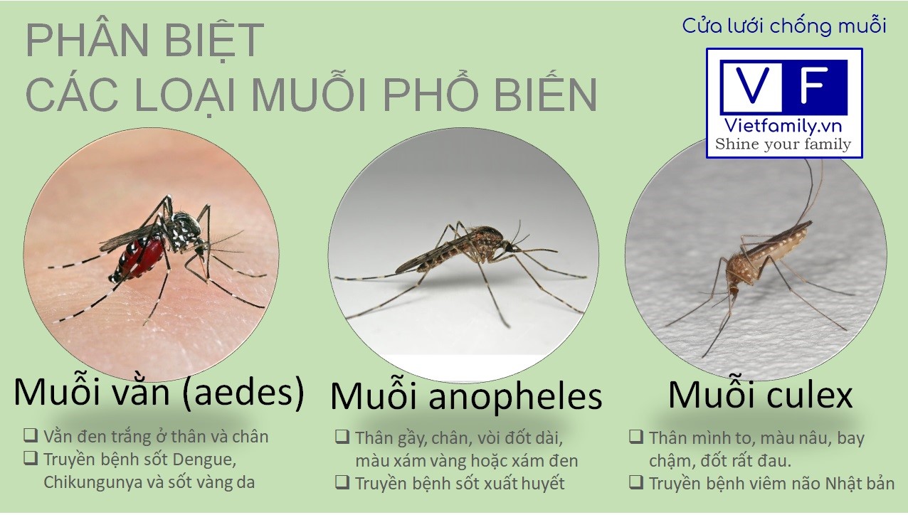 VNPhoto version 3  Hình ảnh Con muỗi
